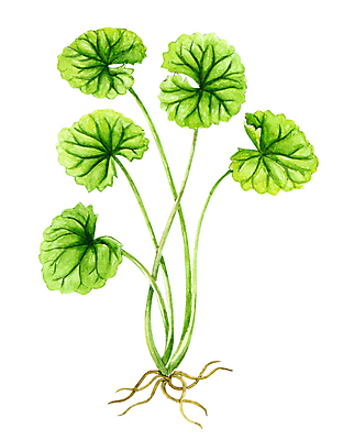 포토 JPG 해외이미지 식물 전통 손 음식 백그라운드 잎 채소 태국 자연 수채화 건강 동양인 사람없음 초록색 약 중국 흰색 신선 인도인 먹기 허브 유기농 반대 내추럴 식용 노화 해외포토 외국인 웰빙 아시아 컬러 컨셉 의학 모션 인종 신체부위 생태계 파일형식 이미지허브