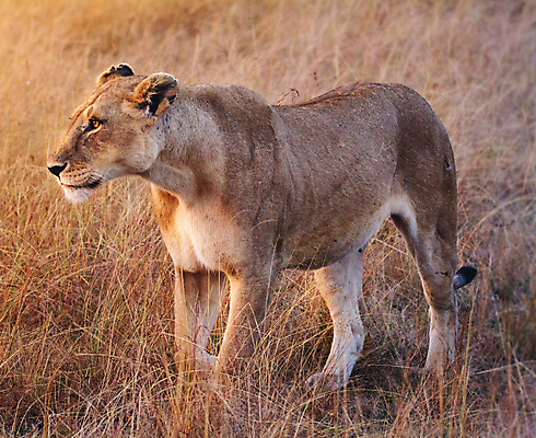 포토 JPG 해외이미지 주간 한마리 야생동물 사람없음 야외 육식동물 암사자 해외포토 자연요소 동물 1 사자 암컷 파일형식 이미지허브