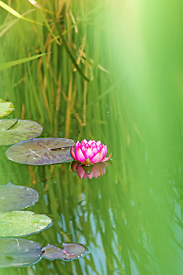 포토 JPG 해외이미지 식물 꽃 호수 백그라운드 잎 액자틀 사람없음 빨간색 초록색 물 수영 침묵 벚꽃 연못 개화 소프트포커스 백합 해외포토 자연요소 컬러 액자 촬영기법 틀 소리 수상스포츠 파일형식 이미지허브