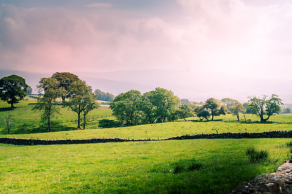 포토 JPG 해외이미지 나무 공원 백그라운드 밭 농업 비즈니스 자연 하늘 풍경 잔디 사람없음 초록색 여름 파란색 빛 농장 평화 우주 봄 목장 시골 오픈 큼 땅 질감 해외포토 식물 계절 공공시설 산업 컬러 컨셉 크기 생태계 파일형식 이미지허브