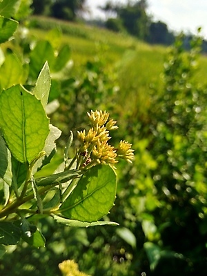 포토 JPG 해외이미지 식물 꽃 음식 백그라운드 잎 채소 재료 자연 건강 사람없음 초록색 여름 약 정원 봄 성장 흰색 신선 습지 약초 질병 인도인 허브 유기농 성분 테라피 내추럴 돌봄 추출 해외포토 외국인 웰빙 계절 컬러 의학 모션 동양인 뷰티 풀_식물 생태계 파일형식 이미지허브