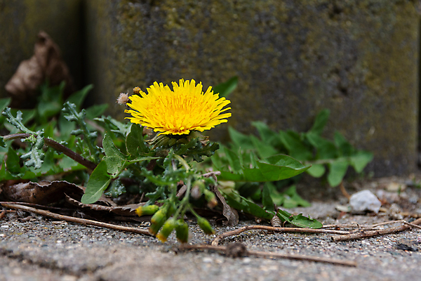 포토 JPG 해외이미지 식물 벽 잎 포장 자연 표면 거리 사람없음 야외 가로 초록색 봄 들꽃 수확 성장 벚꽃 도시 잡초 개화 보행로 민들레 뿌리 시멘트 내추럴 해외포토 계절 꽃 길 컬러 농업 생태계 파일형식 이미지허브