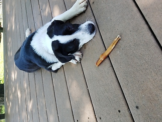 포토 JPG 해외이미지 동물 휴식 뼈 사람없음 야외 목재 반려동물 눕기 검은색 흰색 개 강아지 갑판 해외포토 나무 컬러 컨셉 배_교통 재료 포유류 모션 파일형식 이미지허브
