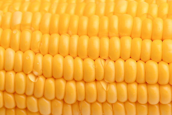 포토 JPG 해외이미지 모양 식물 산업 음식 백그라운드 농업 다이어트 채소 과일 재료 자연 프레임 건강 옥수수 씨앗 사람없음 농작물 농장 노란색 젖음 수확 성장 시골 신선 달콤 맛 상품 낟알 시리얼 가득함 유기농 질감 알맹이 날것 귀 노젓기 내추럴 줄서기 채식주의자 해외포토 웰빙 컬러 컨셉 모션 곡류 신체부위 생태계 채식 파일형식 이미지허브