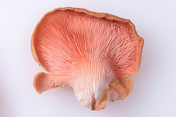 포토 JPG 해외이미지 음식 분홍색 백그라운드 채소 재료 사람없음 버섯 굴 흰색 신선 날것 고립 식용 해외포토 컬러 어패류 파일형식 이미지허브