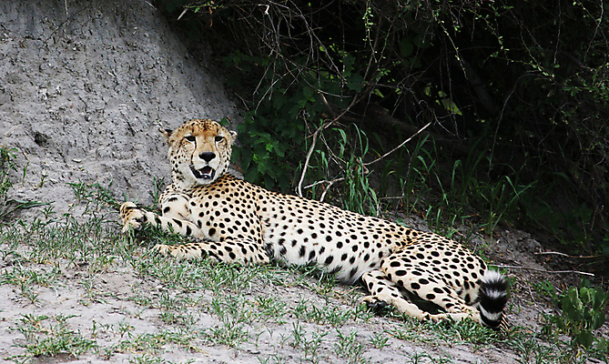 포토 JPG 해외이미지 주간 한마리 야생동물 사람없음 야외 눕기 육식동물 치타 해외포토 자연요소 동물 1 포유류 모션 파일형식 이미지허브