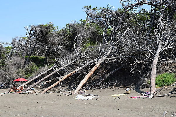 포토 JPG 해외이미지 나무 유럽 바다 자연 휴가 풍경 해변 사람없음 야외 목재 여름 태양 이탈리아 안개 소나무 황무지 분위기 숲 지중해 토스카나 해외포토 자연요소 식물 계절 나라 컨셉 재료 날씨 생태계 파일형식 이미지허브