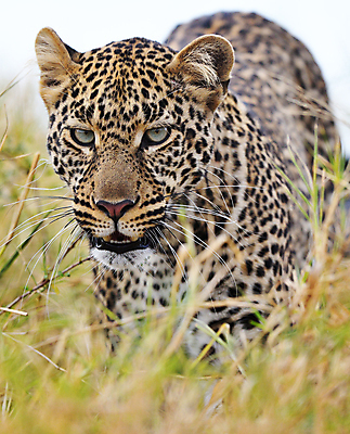 포토 JPG 해외이미지 주간 한마리 야생동물 사람없음 야외 소프트포커스 육식동물 표범 해외포토 자연요소 동물 1 포유류 촬영기법 파일형식 이미지허브
