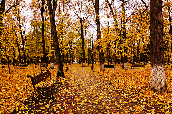 포토 JPG 해외이미지 주간 공원 단풍 낙엽 벤치 단풍나무 풍경 사람없음 야외 주황색 가을 해외포토 자연요소 나무 계절 공공시설 컬러 잎 의자 파일형식 이미지허브