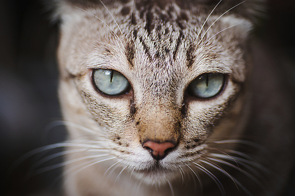 포토 JPG 해외이미지 동물 응시 행복 얼굴 백그라운드 포유류 휴식 털 사람없음 초록색 반려동물 노란색 머리 귀여움 검은색 고양이 회색 코트 흰색 관찰 닫기 큼 모피 코 슛 부드러움 얼룩무늬 솜털 거짓말 경보 해외포토 시선 감정 컬러 컨셉 무늬 모션 신체부위 외투 감각 크기 파일형식 이미지허브