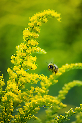 포토 JPG 해외이미지 식물 꽃 곤충 꽃무늬 자연 사람없음 야외 초록색 여름 햇빛 노란색 정원 맑음 벚꽃 가을 개화 황금 벌 허브 꽃가루 내추럴 호박벌 해외포토 동물 계절 컬러 무늬 날씨 태양 벌_곤충 가루 생태계 파일형식 이미지허브