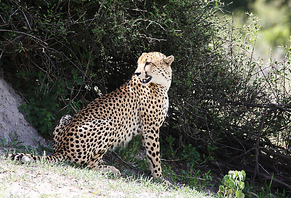 포토 JPG 해외이미지 주간 한마리 야생동물 앉기 사람없음 야외 아웃포커스 육식동물 치타 숨기 해외포토 자연요소 동물 1 포유류 모션 촬영기법 파일형식 이미지허브