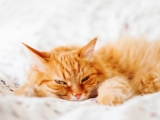 포토 JPG 해외이미지 한마리 휴식 실내 사람없음 반려동물 햇빛 고양이 이불 침대 낮잠 시트 반려묘 해외포토 동물 1 가구 컨셉 포유류 침구 내부 태양 잠 파일형식 이미지허브