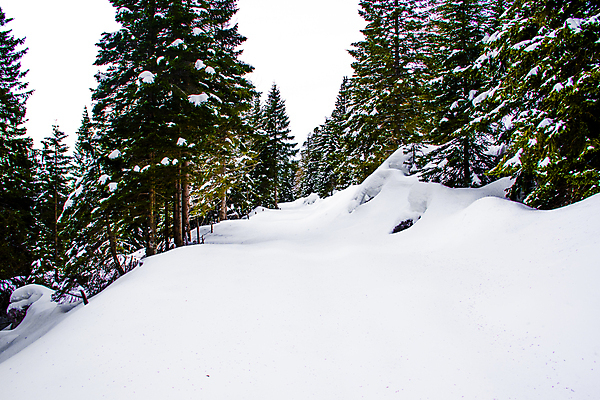 포토 JPG 해외이미지 나무 구름 응시 계절 유럽 길 여행 자연 하늘 휴가 산 파노라마 풍경 사람없음 야외 초록색 여름 파란색 여행객 이탈리아 산책 트래킹 하이킹 탐험 소나무 정상 숲 큼 알프스 기념물 내추럴 절정 해외포토 자연요소 식물 시선 나라 컬러 레저 휴식 촬영기법 사람 크기 생태계 파일형식 이미지허브
