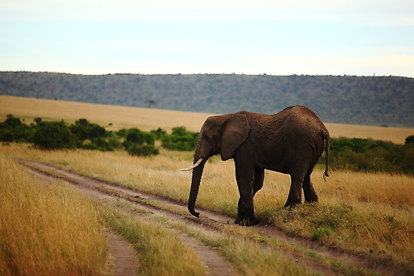 포토 JPG 해외이미지 동물 공원 야생동물 여행 포유류 가족 아프리카 자연 초식동물 코끼리 사람없음 야외 가로 초록색 물 힘 사막 게임 그룹 황무지 보호 군중 큼 방목 사파리 황소 정사각형 먼지 멸종 케냐 거인 나미비아 보츠와나 사바나 전국 초식 해외포토 자연요소 도형 공공시설 나라 컬러 컨셉 관계 놀이 사람 소 축산업 크기 생태계 남아프리카 파일형식 이미지허브