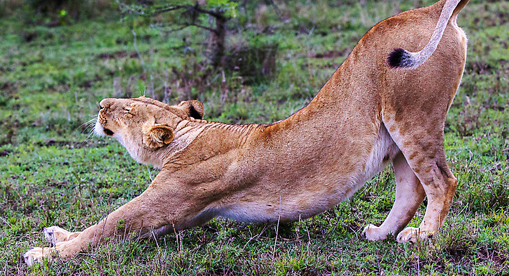 포토 JPG 해외이미지 주간 한마리 야생동물 사람없음 야외 기지개 육식동물 암사자 해외포토 자연요소 동물 1 모션 사자 암컷 파일형식 이미지허브