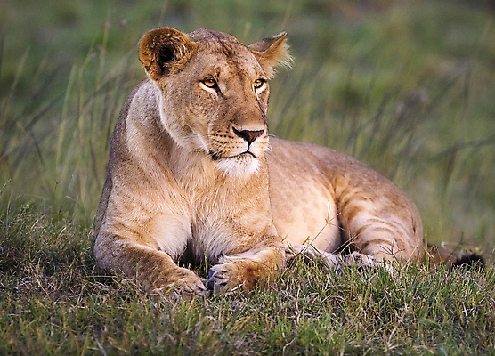 포토 JPG 해외이미지 주간 한마리 야생동물 앉기 사람없음 야외 아웃포커스 육식동물 암사자 해외포토 자연요소 동물 1 모션 촬영기법 사자 암컷 파일형식 이미지허브