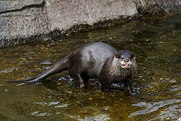 포토 JPG 해외이미지 동물 응시 유럽 얼굴 야생동물 포유류 자연 영국 털 건강 동물원 앉기 사람없음 야외 물 강 갈색 머리 목욕 젖음 달콤 떨어짐 작음 호기심 코 꼬리 육식동물 수영선수 내추럴 발톱 집게발 스코틀랜드 해외포토 자연요소 시선 감정 나라 컬러 컨셉 모션 발 운동선수 신체부위 청결 맛 크기 생태계 파일형식 이미지허브