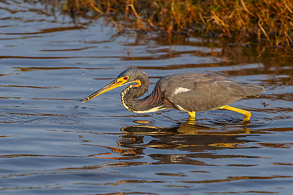 포토 JPG 해외이미지 동물 북아메리카 조류 사람없음 미국 왜가리 플로리다 해외포토 아메리카 파일형식 이미지허브