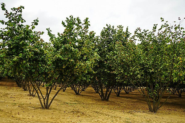 포토 JPG 해외이미지 나무 식물 길 음식 밭 농업 채소 과일 재료 자연 건강 사람없음 야외 초록색 농장 이탈리아 견과류 시골 맛 땅 유기농 산기슭 내추럴 개암나무 채식주의자 헤이즐넛 개암 비건 해외포토 웰빙 열매 유럽 산업 컬러 컨셉 산 생태계 채식 파일형식 이미지허브