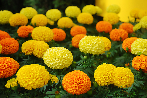 포토 JPG 해외이미지 식물 계절 꽃잎 꽃 꽃다발 백그라운드 꽃무늬 밭 오렌지 자연 사람없음 장식 초록색 컬러풀 노란색 머리 정원 봄 활발 벚꽃 흰색 신선 개화 황금 내추럴 고립 아즈텍 해외포토 컬러 컨셉 무늬 농업 과일 신체부위 생태계 파일형식 이미지허브