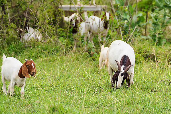 포토 JPG 해외이미지 동물 행복 백그라운드 밭 농업 포유류 태국 자연 염소 사람없음 야외 초록색 컬러풀 농장 농경지 걷기 마을 환경 가축 목장 농촌 시골 신선 그룹 양치기 군중 방목 땅 먹기 내추럴 밭일 수유 찰과상 해외포토 직업 감정 산업 아시아 컬러 모션 사람 축산업 상처 생태계 파일형식 이미지허브