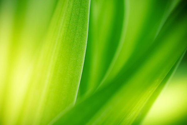 포토 JPG 해외이미지 나무 식물 계절 백그라운드 컨셉 잎 패턴 자연 벽지 추상 풍경 잔디 사람없음 초록색 여름 빛 컬러풀 햇빛 태양 우주 환경 정원 맑음 봄 성장 신선 숲 질감 보케 부드러움 내추럴 블러 생태학 지구의날 카피스페이스 그리너리 해외포토 자연요소 교육 기념일 컬러 무늬 날씨 공백 감각 생태계 파일형식 트랜드컬러 이미지허브