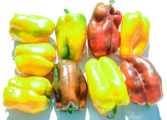 포토 JPG 해외이미지 음식 농업 다이어트 채소 자연 피망 건강 사람없음 농장 해외포토 산업 생태계 파일형식 이미지허브