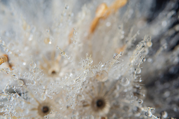 포토 JPG 해외이미지 꽃 백그라운드 자연 사람없음 물 물방울 이슬 민들레 해외포토 자연요소 식물 생태계 파일형식 이미지허브