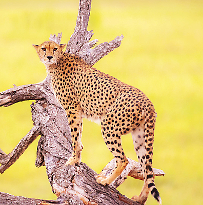 포토 JPG 해외이미지 주간 나무 한마리 야생동물 사람없음 야외 오르기 육식동물 치타 노란배경 해외포토 자연요소 식물 동물 1 백그라운드 포유류 모션 노란색 파일형식 이미지허브