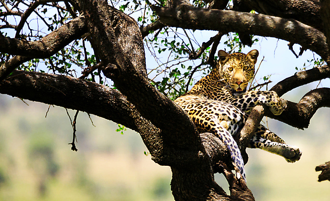 포토 JPG 해외이미지 주간 한마리 야생동물 매달리기 사람없음 야외 아웃포커스 눕기 나뭇가지 육식동물 표범 해외포토 자연요소 나무 동물 1 포유류 모션 촬영기법 파일형식 이미지허브