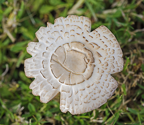 포토 JPG 해외이미지 식물 밭 자연 저울 사람없음 야외 초록색 머리 환경 정원 버섯 흰색 묘사 내추럴 곰팡이 식용 해외포토 컬러 농업 신체부위 생태계 파일형식 이미지허브