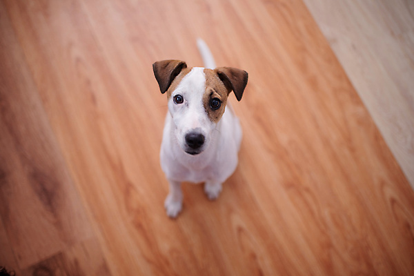 포토 JPG 해외이미지 동물 한마리 1 응시 앉기 사람없음 가로 반려동물 머리 가축 듣기 기다림 개 강아지 테리어 호기심 노려봄 신앙심 해외포토 시선 감정 컨셉 포유류 모션 표정 신체부위 파일형식 이미지허브