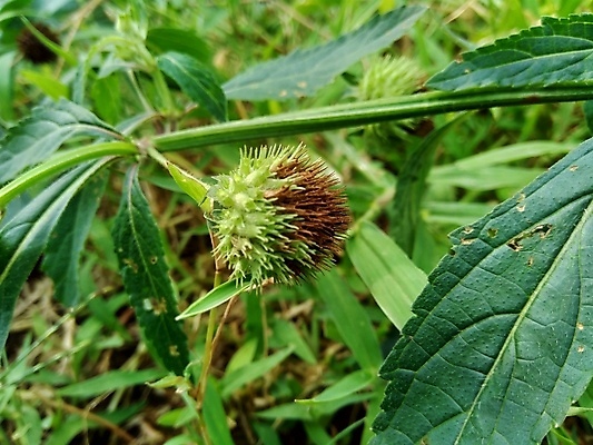 포토 JPG 해외이미지 식물 꽃 줄기 분홍색 백그라운드 잎 오렌지 과일 공 자연 사람없음 야외 초록색 여름 컬러풀 약 정원 가을 원형 개화 약초 허브 고립 해외포토 도형 계절 컬러 의학 풀_식물 생태계 파일형식 이미지허브