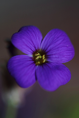 포토 JPG 해외이미지 나무 식물 구름 계절 꽃 꽃무늬 밭 농업 자연 하늘 풍경 사람없음 야외 초록색 여름 파란색 햇빛 태양 농장 노란색 정원 맑음 봄 벚꽃 흰색 시골 신선 숲 땅 허브 데이지 장면 내추럴 캐모마일 평야 해외포토 자연요소 산업 컬러 무늬 날씨 생태계 파일형식 이미지허브