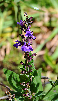 포토 JPG 해외이미지 식물 꽃 백그라운드 잎 꽃무늬 밭 자연 요리 사람없음 야외 초록색 약 정원 보라색 봄 벚꽃 신선 개화 약초 허브 제비꽃 원예 아로마 향 세이지 영원 해외포토 계절 컬러 무늬 농업 의학 취미 풀_식물 생태계 파일형식 이미지허브