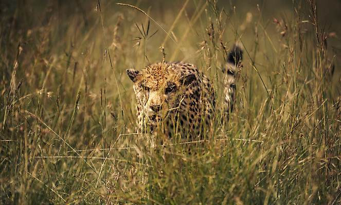 포토 JPG 해외이미지 주간 한마리 야생동물 초원 사람없음 야외 풀 육식동물 치타 숨기 해외포토 자연요소 식물 동물 1 포유류 모션 파일형식 이미지허브