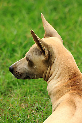 포토 JPG 해외이미지 동물 공원 행복 도로 길 백그라운드 컨셉 잎 자연 휴식 풍경 사람없음 초록색 반려동물 햇빛 갈색 노란색 걷기 우주 귀여움 맑음 놀람 가을 신선 소시지 개 숲 작음 닥스훈트 네덜란드 장면 마법 기르기 해외포토 식물 계절 공공시설 감정 유럽 컬러 포유류 교통시설 모션 날씨 표정 태양 가공식품 크기 생태계 돌봄 파일형식 이미지허브