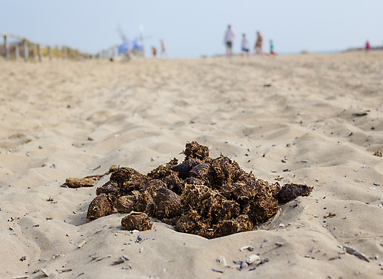 포토 JPG 해외이미지 식물 동물 모래 바다 백그라운드 컨셉 패턴 공 자연 표면 사람 사람없음 야외 농장 갈색 사막 볏짚 소프트포커스 묘사 유기농 질감 냄새 먼지 낭비 내추럴 초식 해외포토 웰빙 컬러 무늬 농업 촬영기법 짚 생태계 파일형식 이미지허브