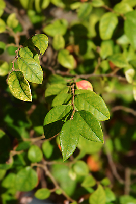 포토 JPG 해외이미지 식물 잎 자연 사람없음 야외 초록색 정원 닫기 상록수 해외포토 컬러 모션 생태계 파일형식 이미지허브