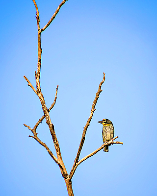 포토 JPG 해외이미지 나무 백그라운드 자연 조류 하늘 건조 앉기 사람없음 초록색 파란색 컬러풀 정원 검은색 나뭇가지 오픈 부리 내추럴 고립 해외포토 식물 동물 컬러 모션 생태계 파일형식 이미지허브