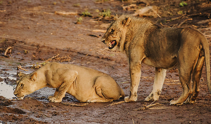 포토 JPG 해외이미지 주간 야생동물 두마리 사람없음 야외 쌍 땅 웅덩이 육식동물 숫사자 암사자 해외포토 자연요소 동물 2 사자 암컷 수컷 파일형식 이미지허브