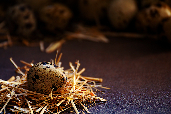 포토 JPG 해외이미지 동물 계절 야생동물 음식 백그라운드 잎 재료 텍스트 자연 조류 부활절 건강 요리 사람없음 목재 갈색 바구니 계란 치킨 봄 가을 흰색 시골 그룹 둥지 볏짚 아침식사 정상 숲 작음 먹기 밀짚 내추럴 단백질 메추리 해외포토 나무 식물 기념일 컬러 모션 알 식사 짚 크기 생태계 닭고기요리 영양소 파일형식 이미지허브