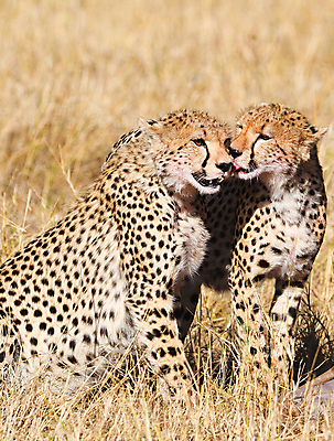 포토 JPG 해외이미지 주간 야생동물 두마리 초원 사람없음 야외 핥기 육식동물 치타 해외포토 자연요소 동물 2 포유류 모션 파일형식 이미지허브