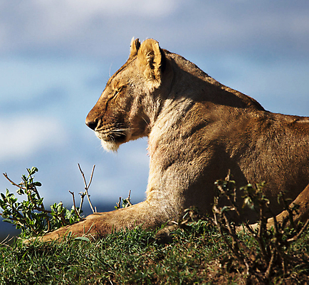 포토 JPG 해외이미지 주간 야생동물 사람없음 야외 눈감음 육식동물 암사자 해외포토 자연요소 동물 모션 사자 암컷 파일형식 이미지허브