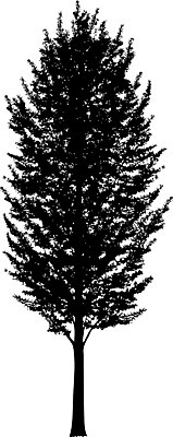 EPS 해외이미지 클립아트 나무 템플릿 공원 실루엣 줄기 낙엽 곡선 일러스트 자연 그림자 야외 그래픽 환경 수확 낙서 큼 스케치 자르기 관목 흰배경 복고 생물학 내추럴 고립 삼림지대 현실 해외일러스트 식물 공공시설 교육 선 백그라운드 잎 농업 모션 촬영기법 미술 흰색 숲 크기 생태계 파일형식 벡터 이미지허브