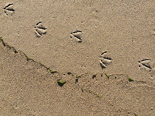 포토 JPG 해외이미지 동물 길 야생동물 모래 백그라운드 패턴 자연 갈매기 조류 사람없음 야외 갈색 황금 질감 트랙 선로 해외포토 컬러 무늬 생태계 파일형식 이미지허브