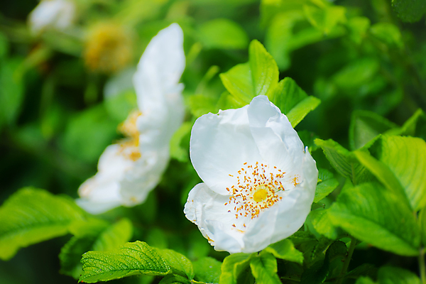 포토 JPG 해외이미지 식물 꽃잎 꽃 잎 꽃무늬 자연 사람없음 여름 장미 봄 흰색 나뭇가지 해외포토 나무 계절 컬러 무늬 생태계 파일형식 이미지허브