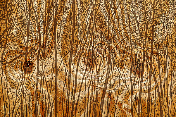 포토 JPG 해외이미지 나무 공원 벽 백그라운드 겨울 패턴 일러스트 표면 지붕 추상 수채화 새로움 바닥 풍경 사람없음 목재 가로 울타리 갈색 환경 시골 소나무 판넬 플랫 닫기 널 숲 낟알 환경보전 질감 매듭 삼림지대 수목 합판 해외포토 식물 계절 공공시설 컬러 컨셉 무늬 재료 모션 담장 사회이슈 파일형식 이미지허브