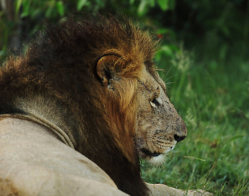포토 JPG 해외이미지 주간 한마리 야생동물 사람없음 야외 아웃포커스 육식동물 숫사자 해외포토 자연요소 동물 1 촬영기법 사자 수컷 파일형식 이미지허브